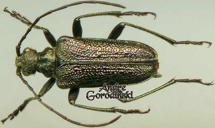 http://www.gorodinski.ru/cerambyx/Gaurotes cuprifera.jpg